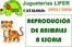 Catálogo Jugueterías Lifer | REPRODUCIÓN DE ANIMALES A ESCALA | 2025-06-04T00:00:00.000Z - 2026-12-31T00:00:00.000Z